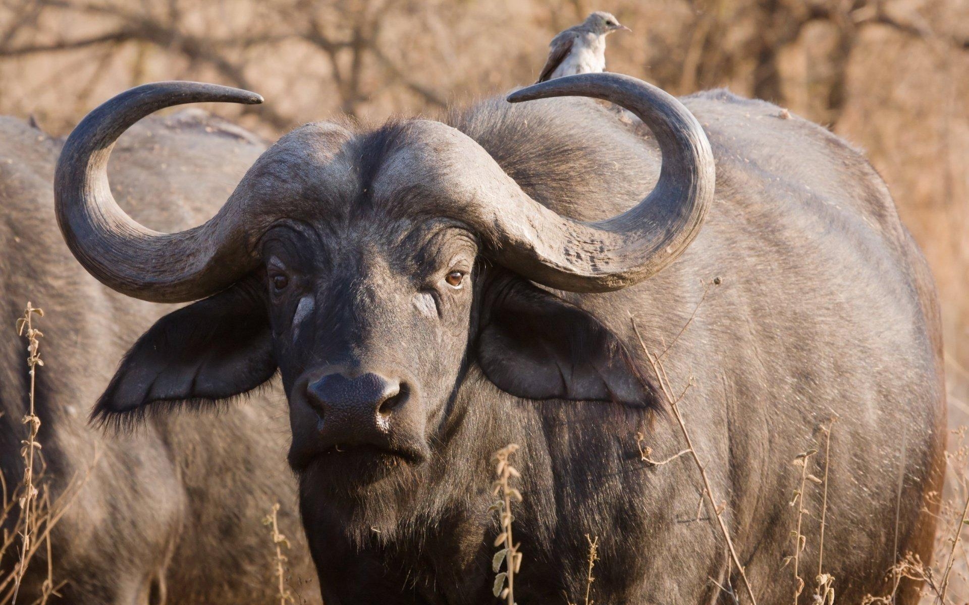 1920x1200 African Buffalo HD Wallpaper and Background Image, Desktop