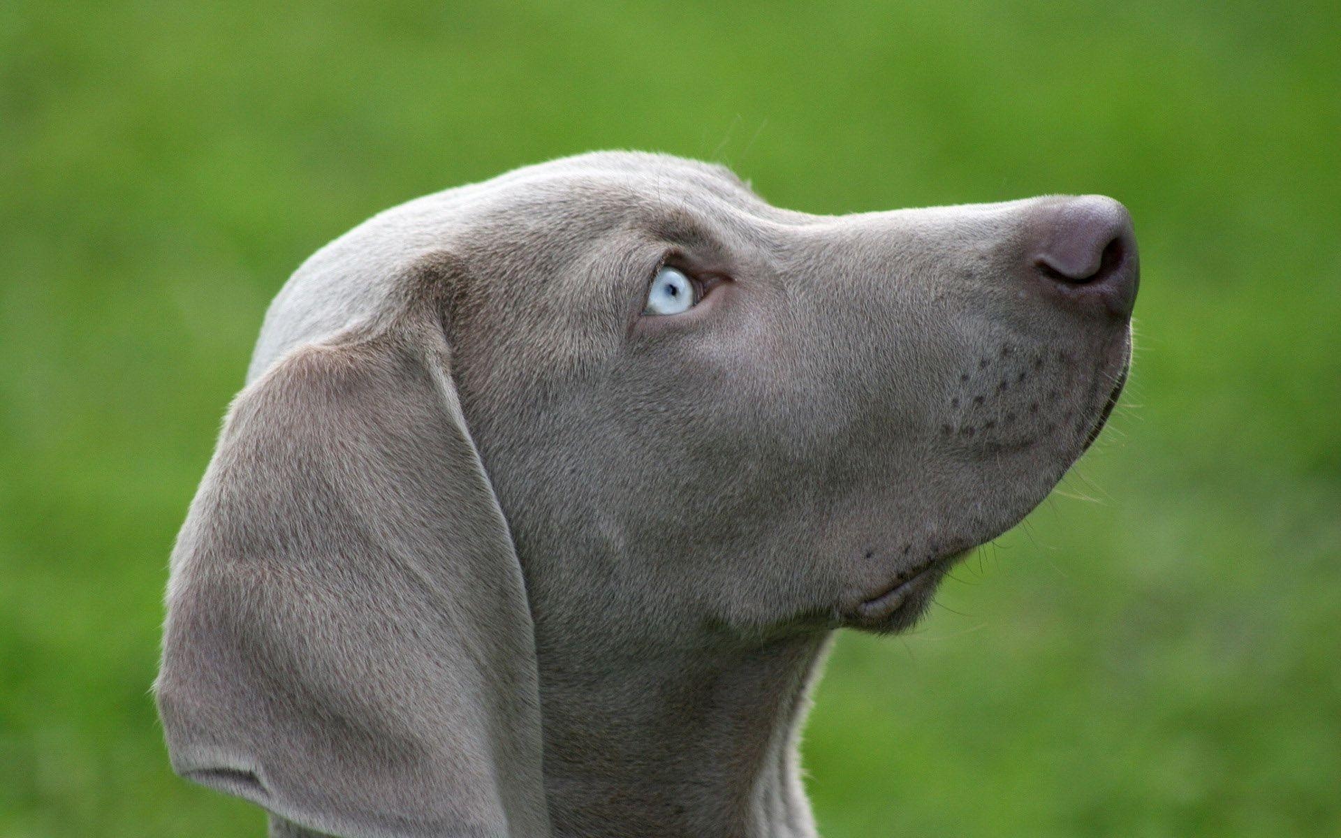 1920x1200 Weimaraner Wallpaper #, Desktop