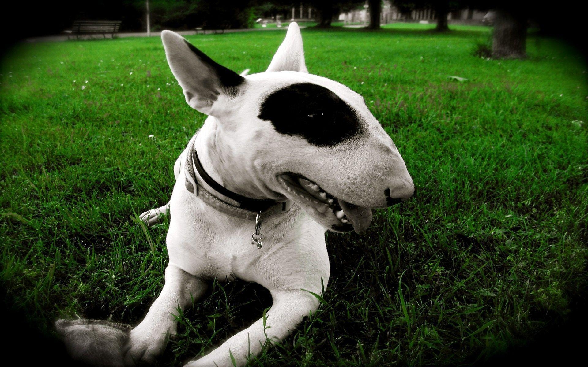 1920x1200 Bull Terrier Wallpaper, Desktop