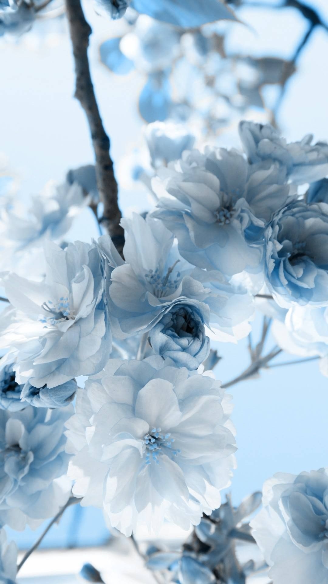 1080x1920 Light Blue Flower Wallpaper, HD Light Blue Flower Background on WallpaperBat, Phone