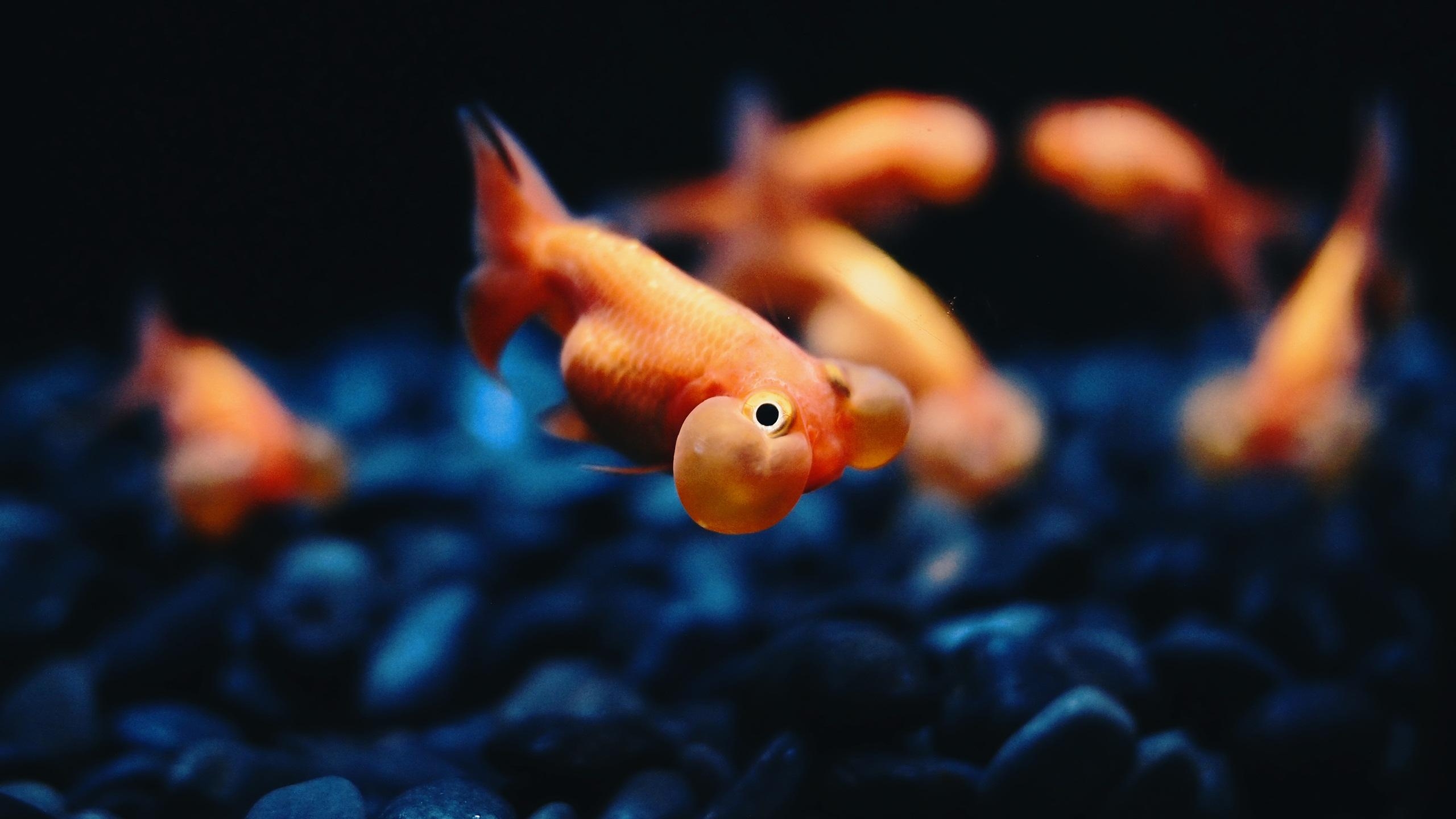 2560x1440 Goldfish Background Wallpaper 11114, Desktop