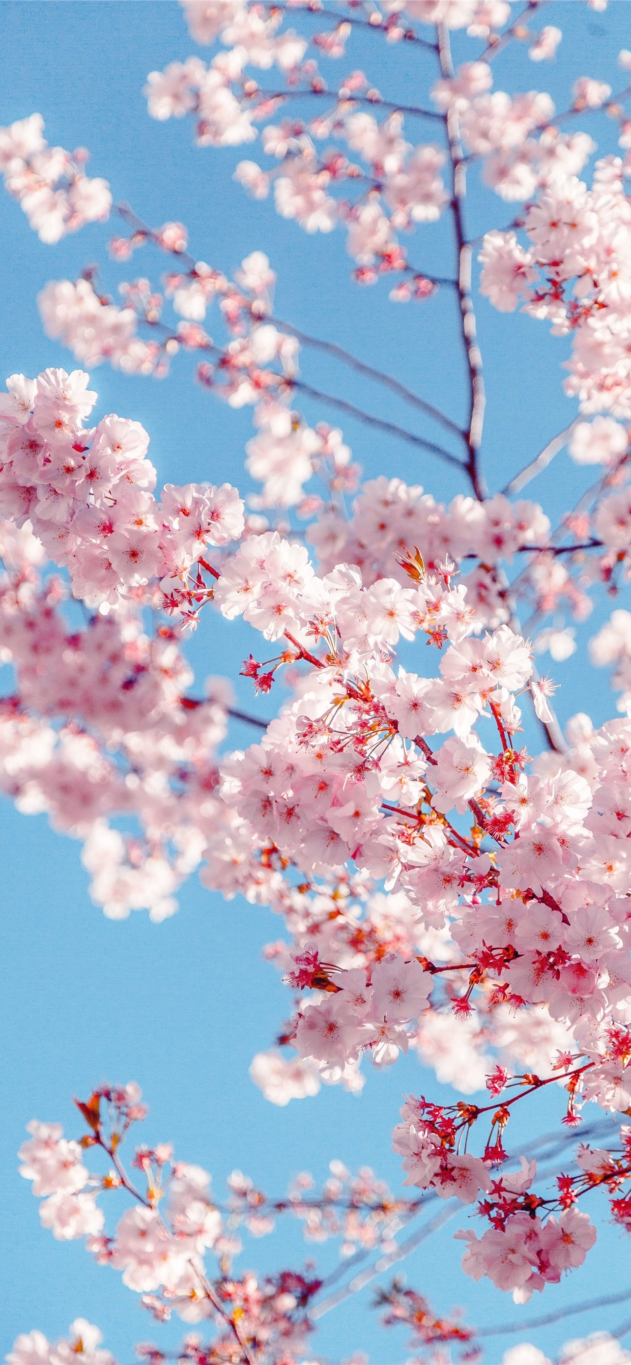 1290x2780 Best Cherry blossoms iPhone HD Wallpaper, Phone