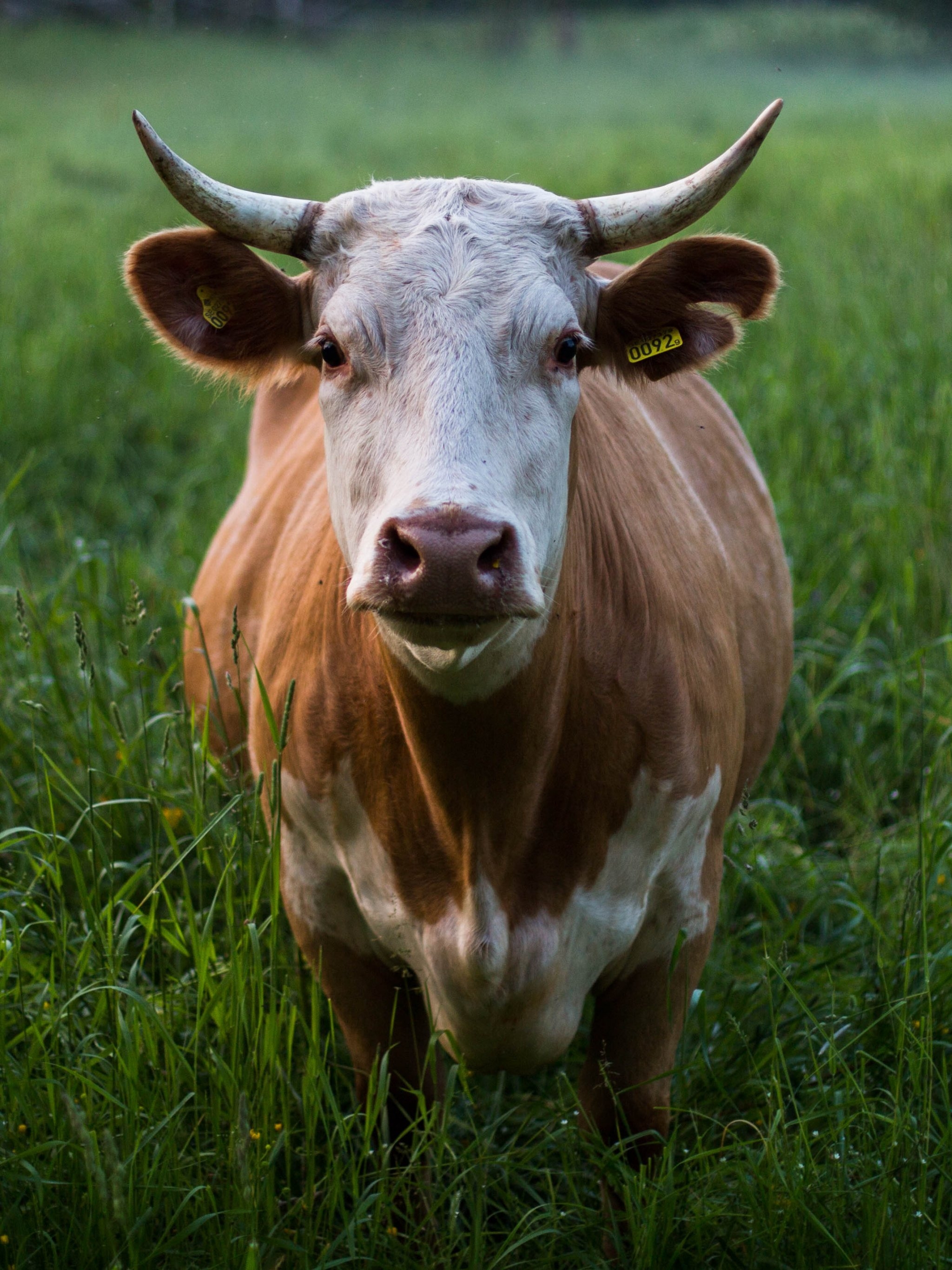 2050x2740 Cow in Grass Wallpaper, Android & Desktop Background, Phone