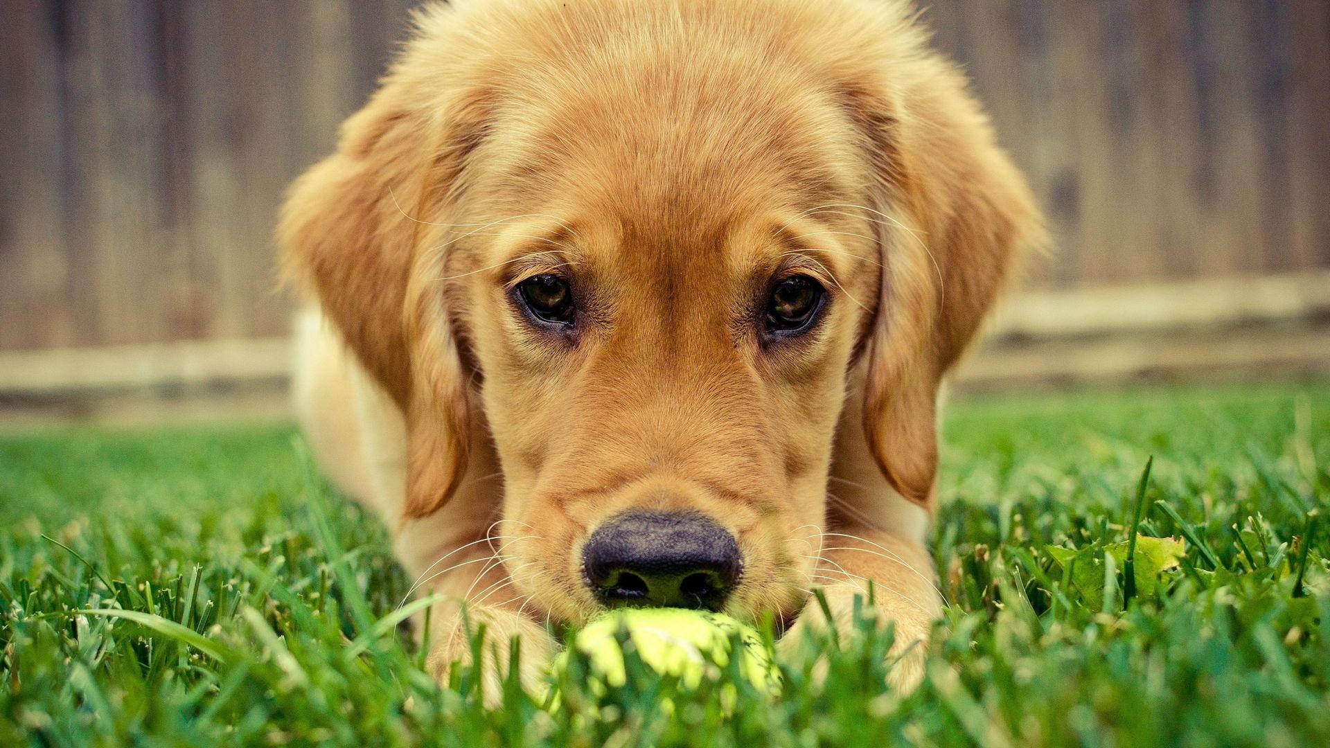 1920x1080 Golden Retriever Full HD Wallpaper and Background Imagex1080, Desktop