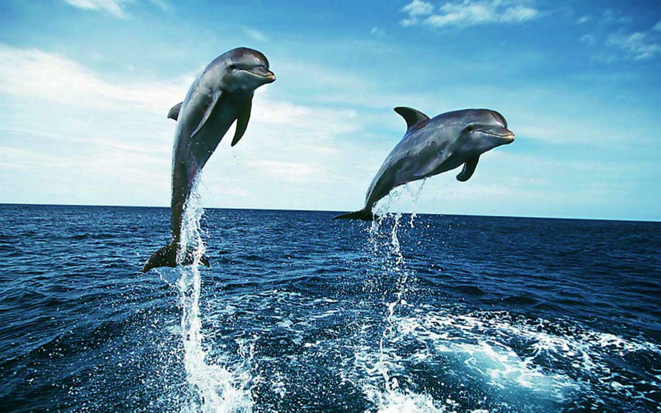 2560x1600 Dolphin Wallpaper Desktop. Dolphin image, Underwater, Desktop