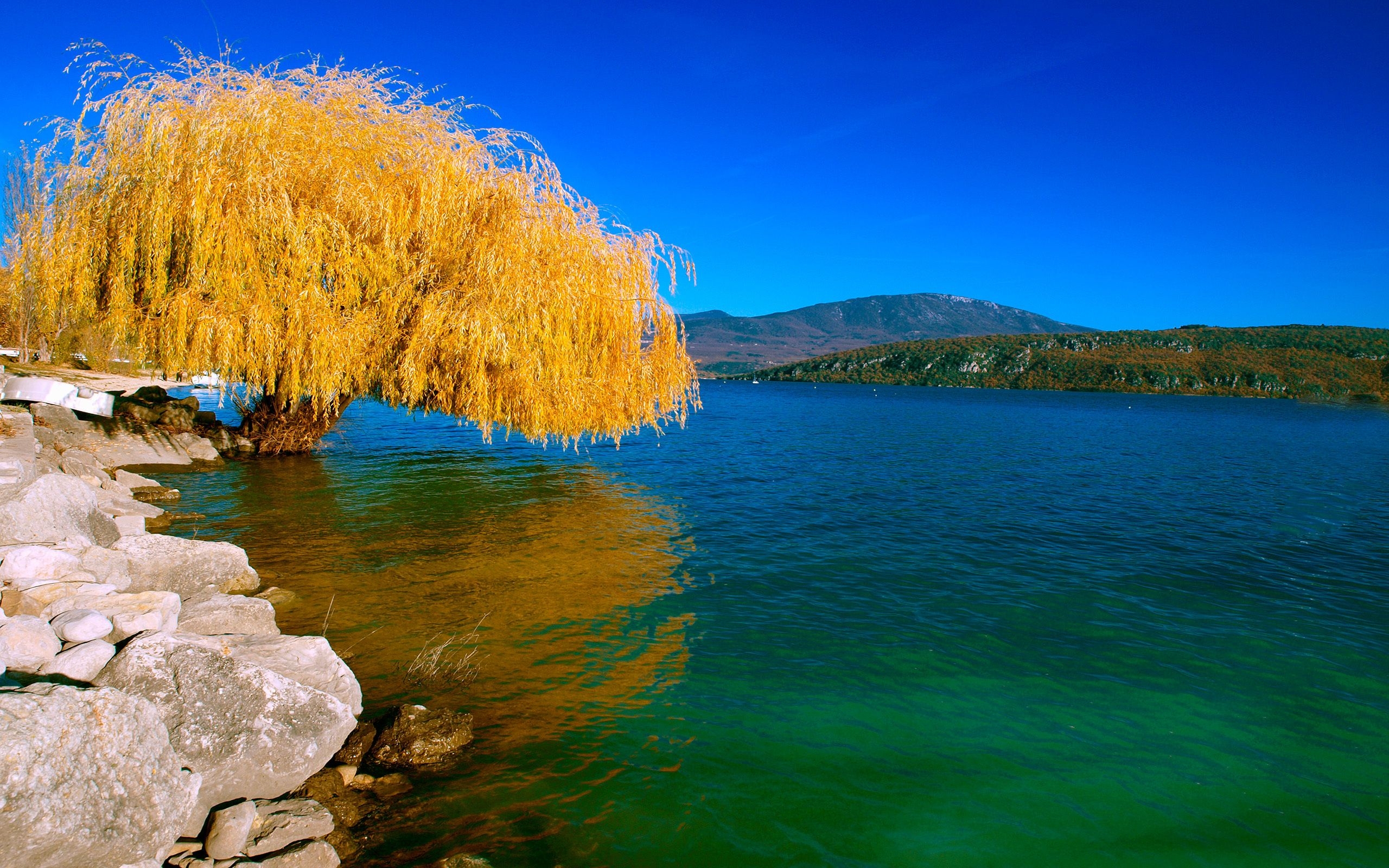 2560x1600 Pin the Willow Tree In Autumn, Desktop