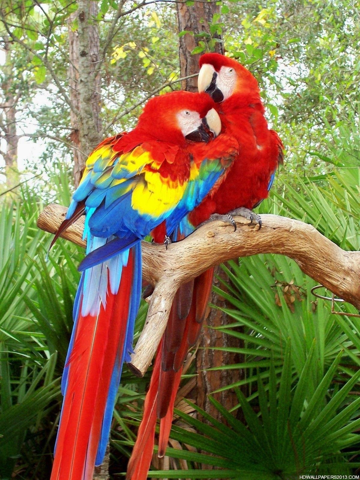 1200x1600 photos of birds. Love Bird Parrot, Phone