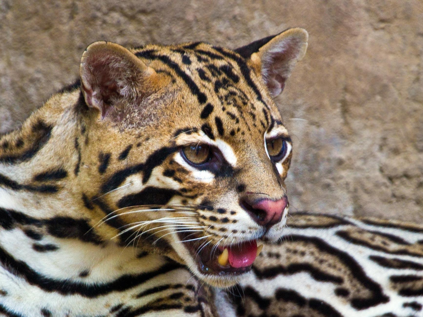 1740x1300 Ocelot Guatemala Animal Wallpaper, Desktop