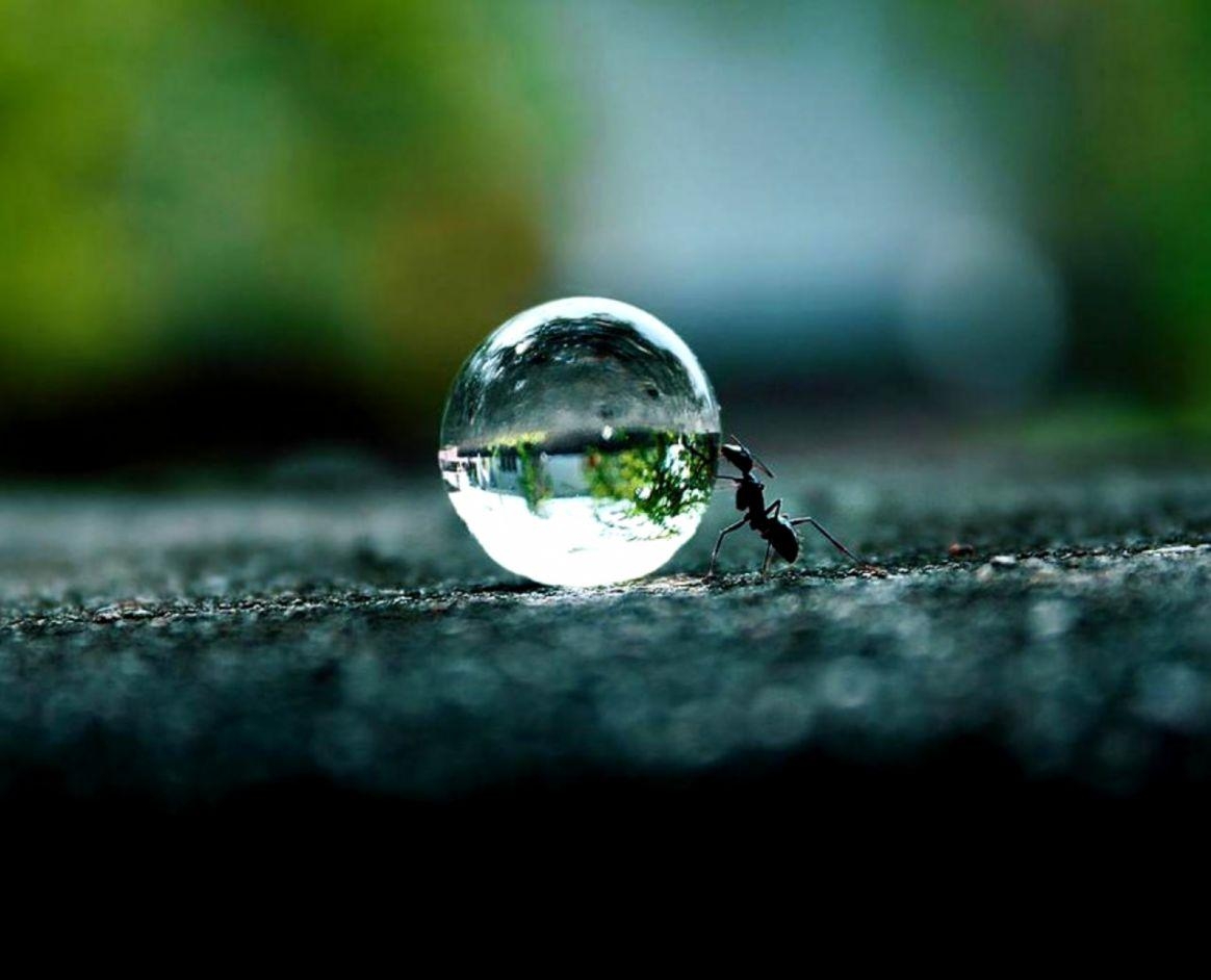 1170x950 Ant Wallpaper, Desktop