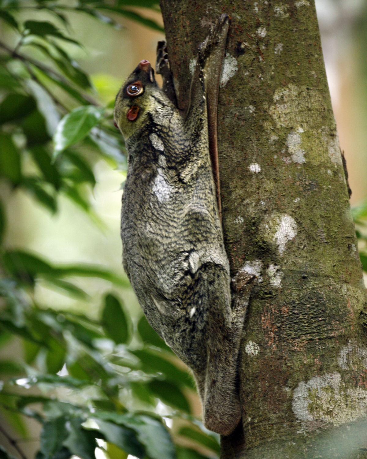 1200x1500 Colugos (Order Dermoptera) · iNaturalist, Phone