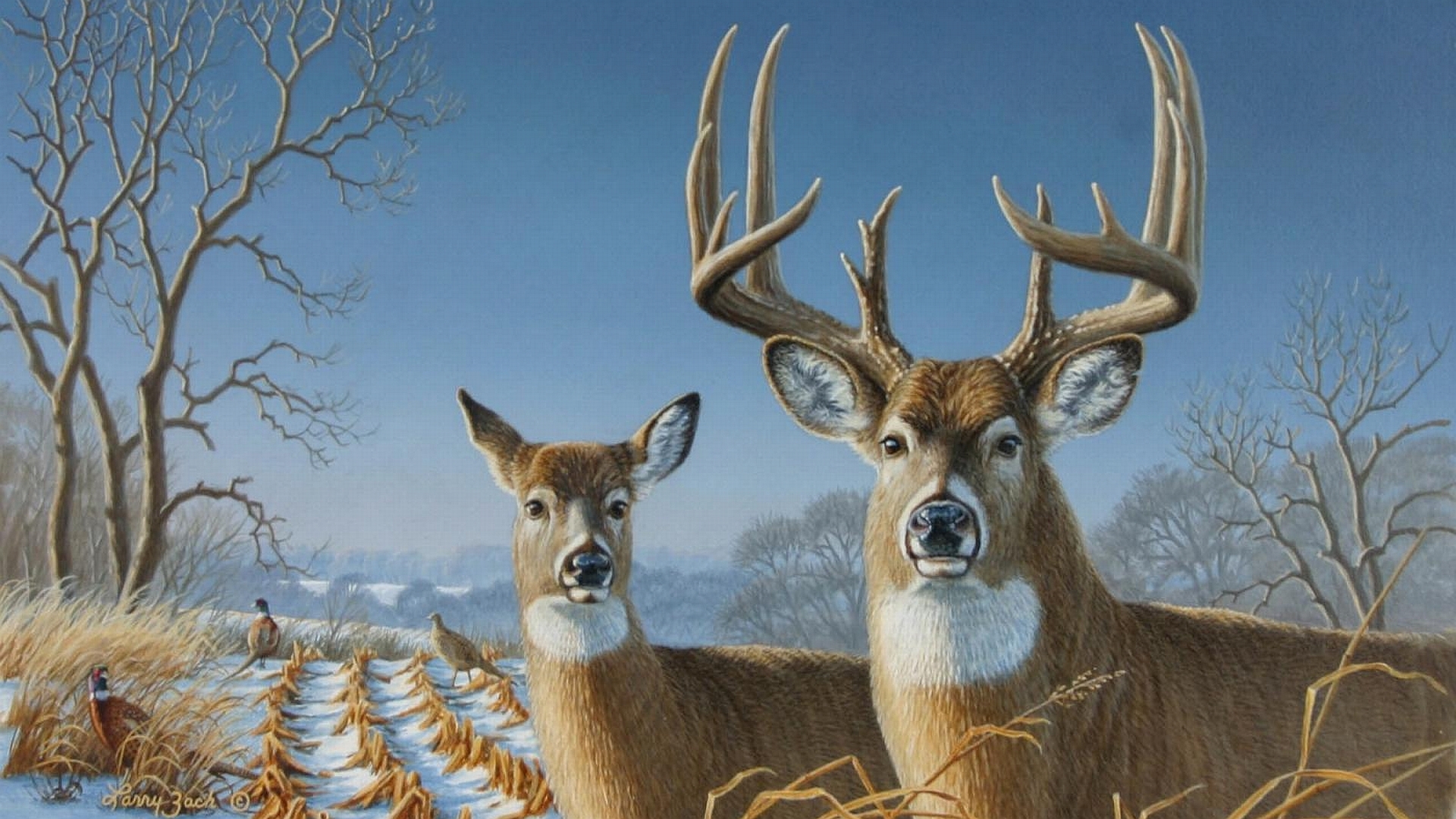 1920x1080 Ultra HD Whitetail Deer Wallpaper #CDQ2Y2P, Desktop