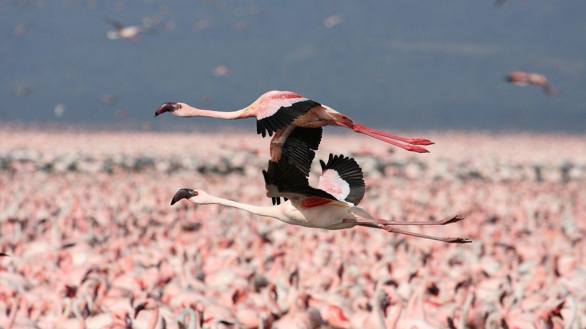 1920x1080 Flamingos flight Kenya wallpaperx1080, Desktop