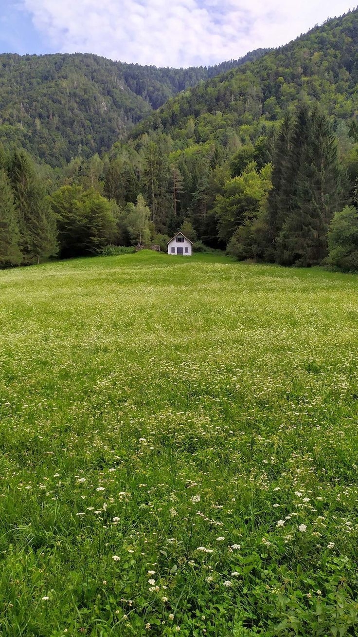 740x1310 flowers #house #nature #summer #grass #green #daisies #wallpaper #android #iPhone #mobile #backgrou. House in nature, Scenery wallpaper, Green scenery, Phone