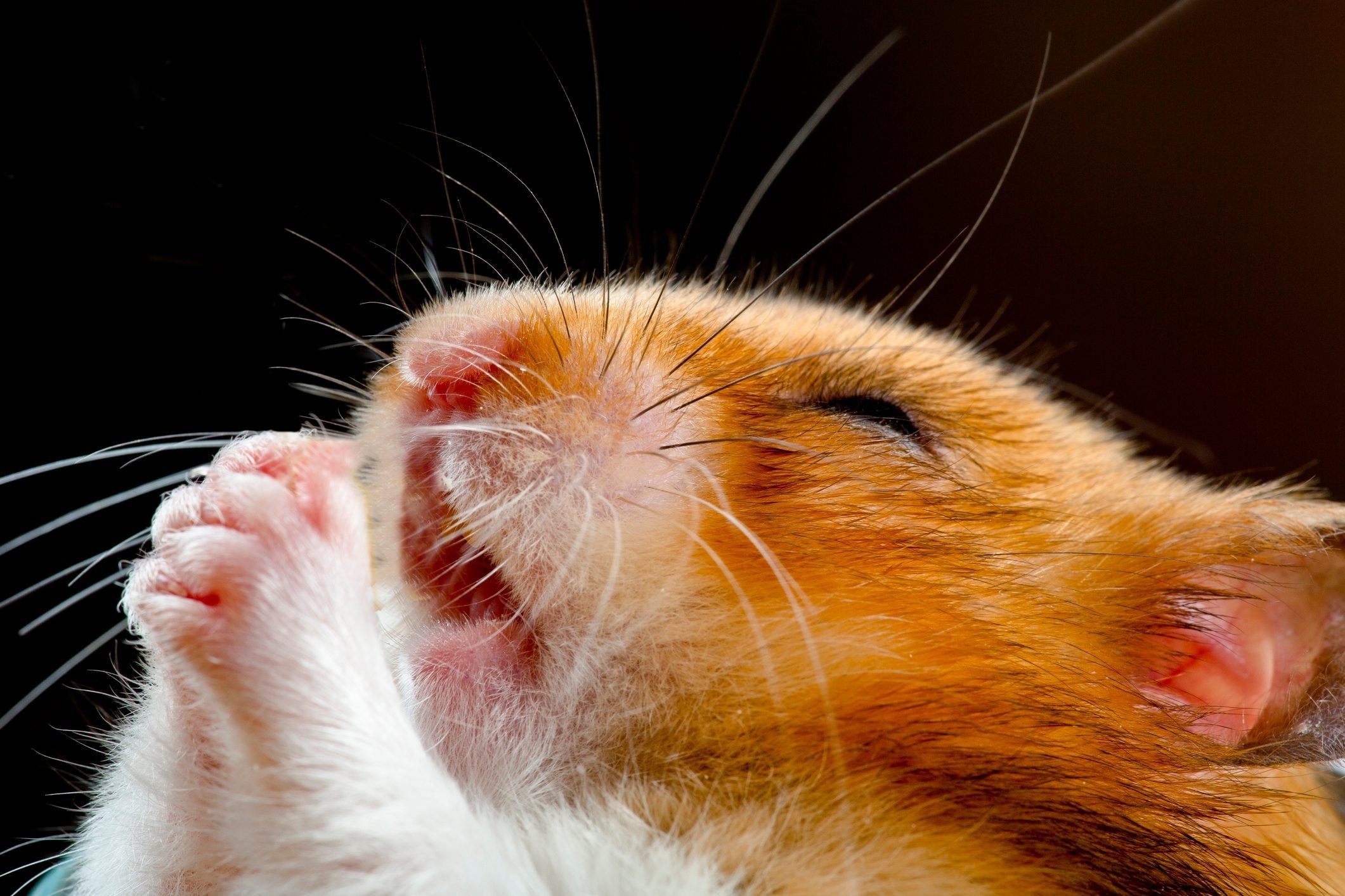 2130x1420 Cute Hamster Picture You Need to See. Funny Hamster Photo, Desktop