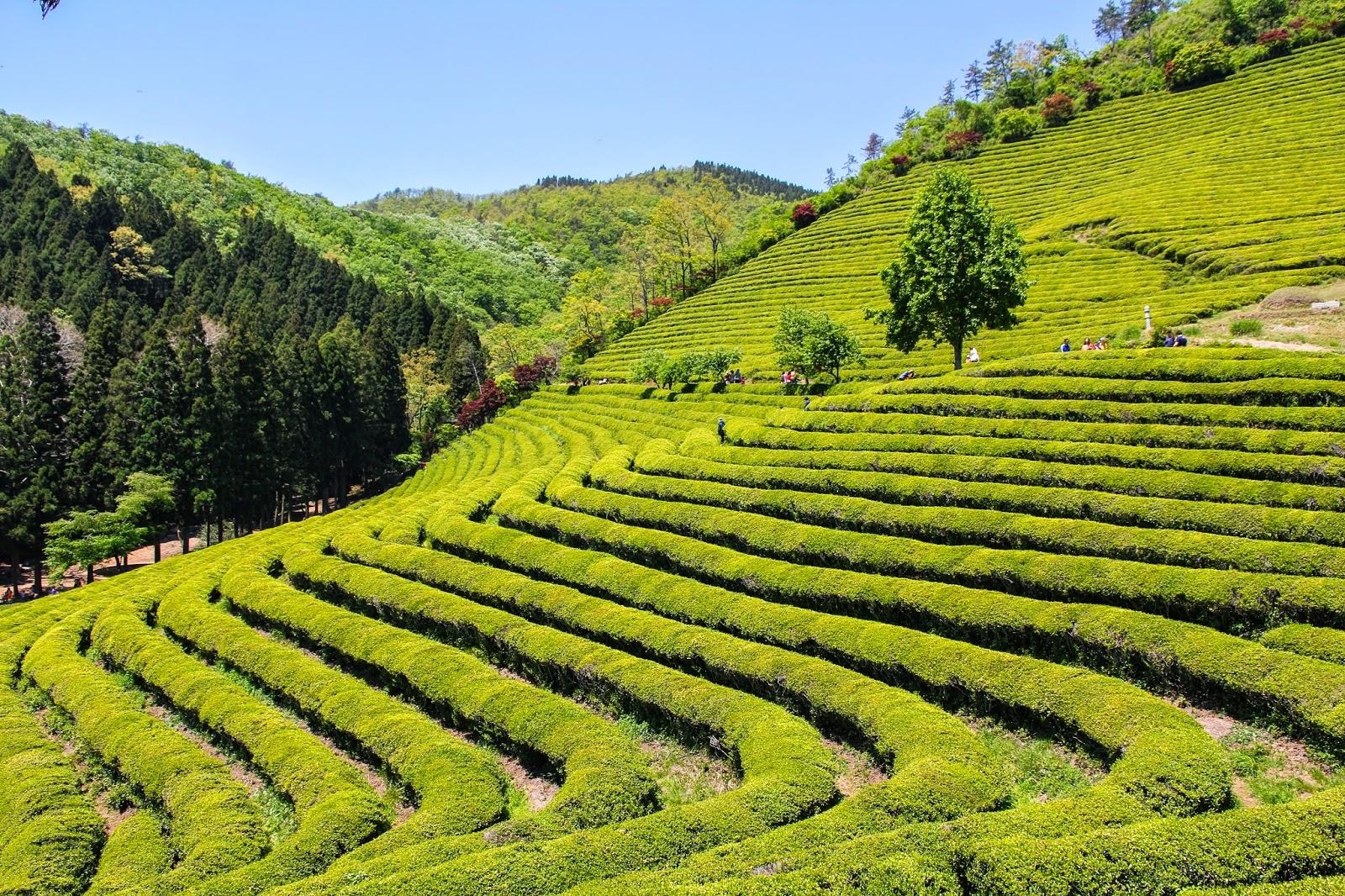 1600x1070 A Morsel of Marie's Musings.: Boseong Tea Fields.again.:), Desktop