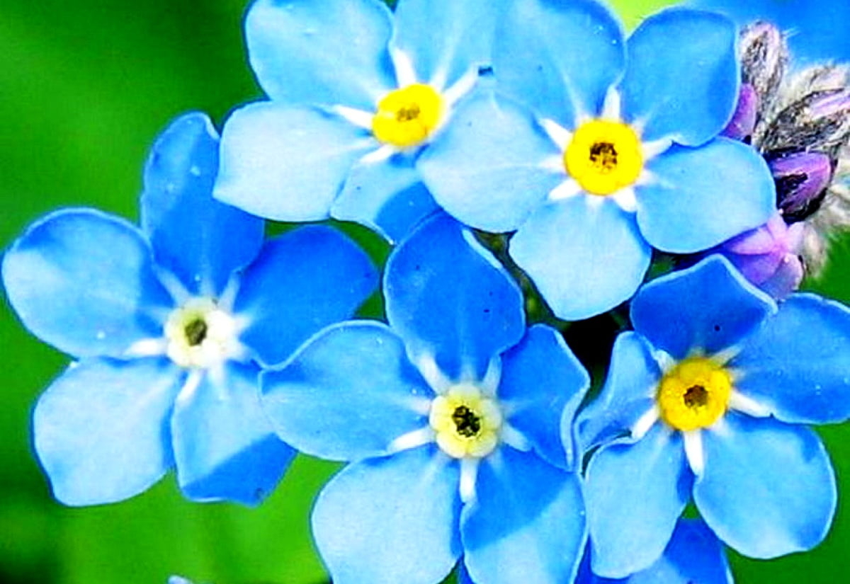 1200x830 Wonderful Flowers, Blossom, Alpine Forget Me Not Background. TOP Free Download Photo, Desktop