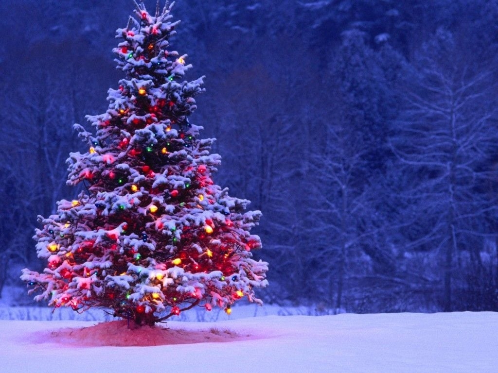 1030x770 Light Covered Snowy Christmas Tree, High Definition, High Resolution HD Wallpaper, Desktop