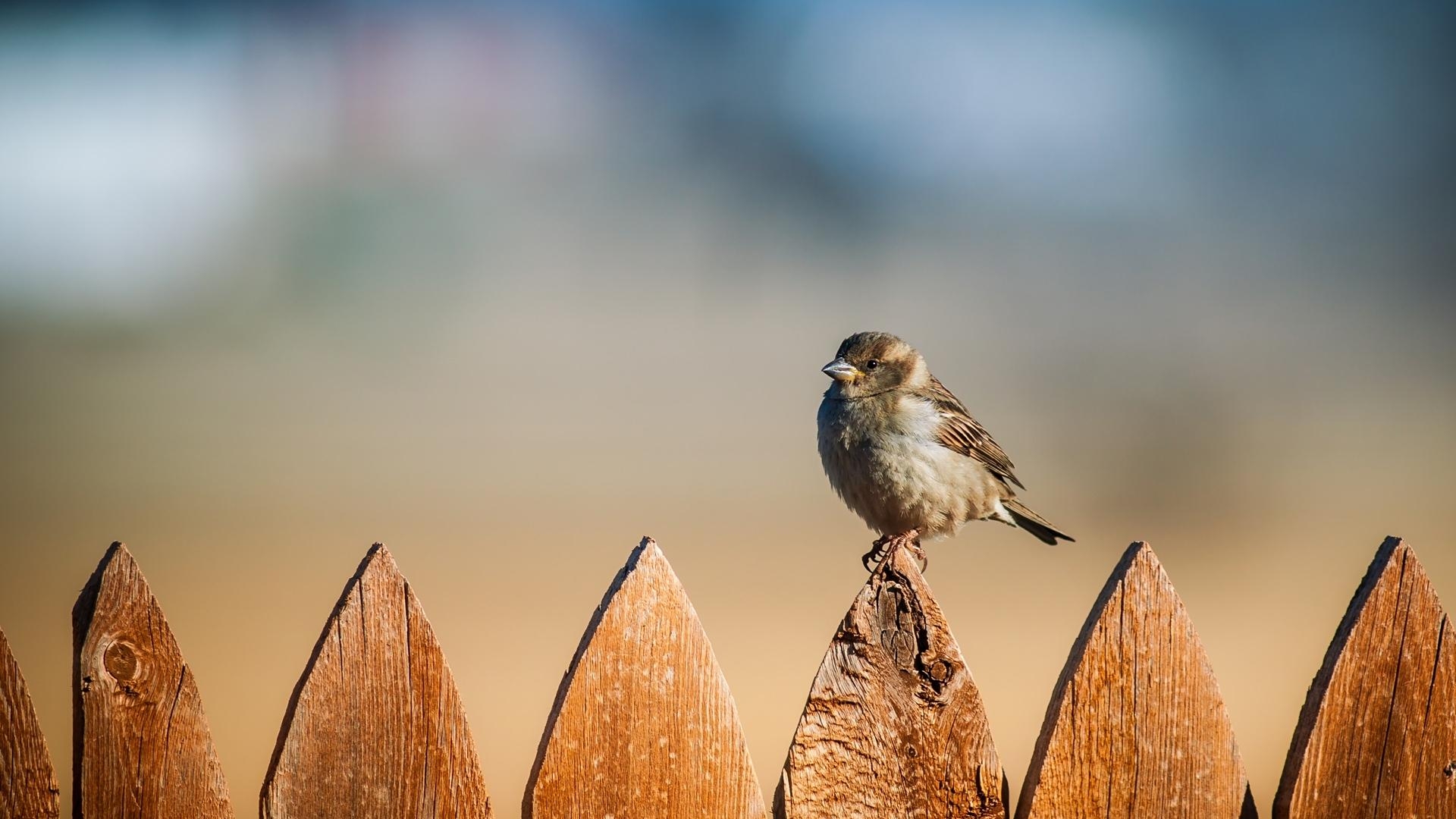 1920x1080 Sparrow Wallpaper Background 49386. Best Free Desktop HD Wallpaper, Desktop