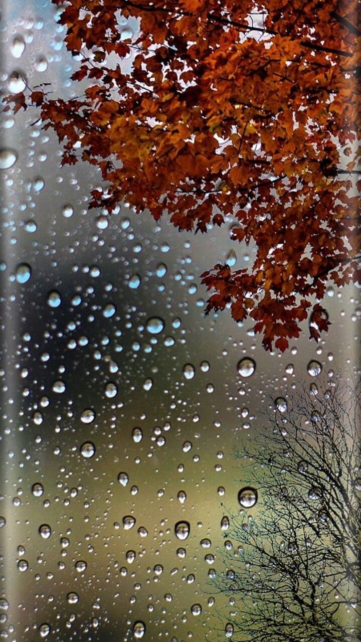 720x1280 FUNDOS DE TELA. Rain wallpaper, Nature background iphone, Fall wallpaper, Phone