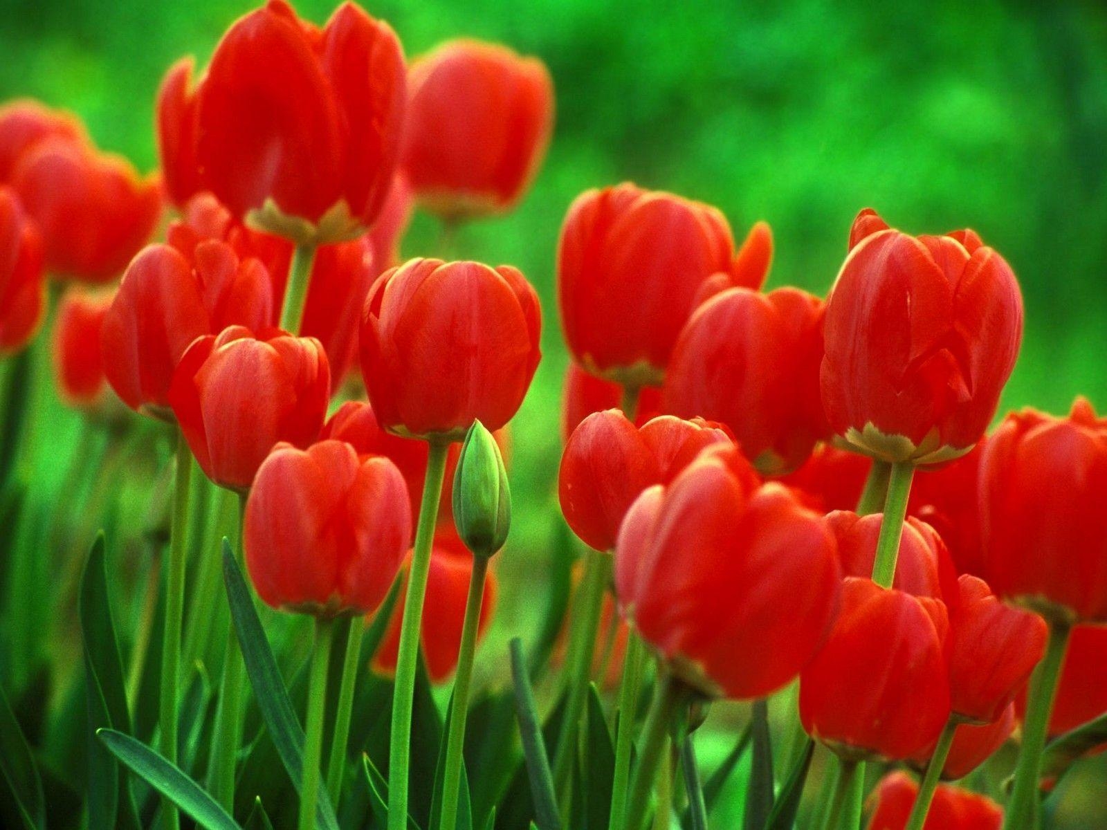 1600x1200 Wallpaper For > Single Red Tulip Wallpaper, Desktop