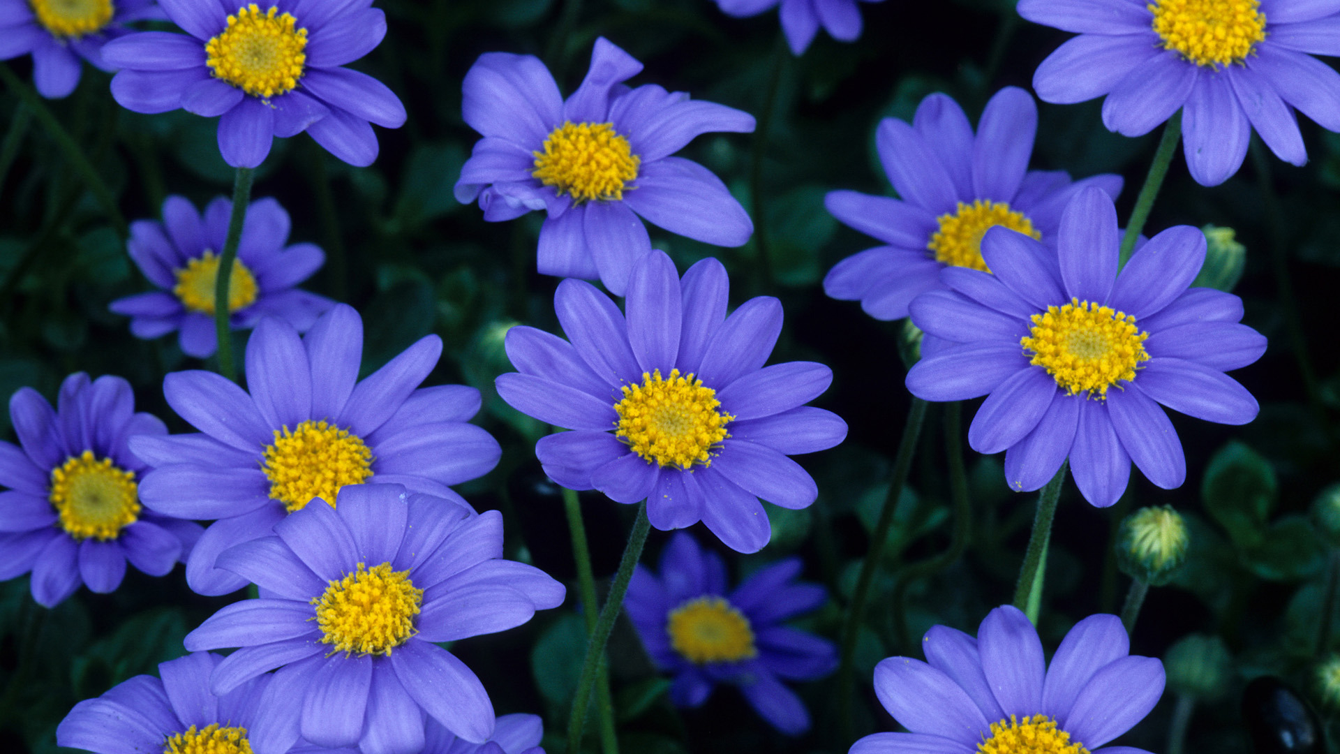 1920x1080 Blue Beautiful Daisy Flower Highdefinition Free Wallpaper Photo, Desktop