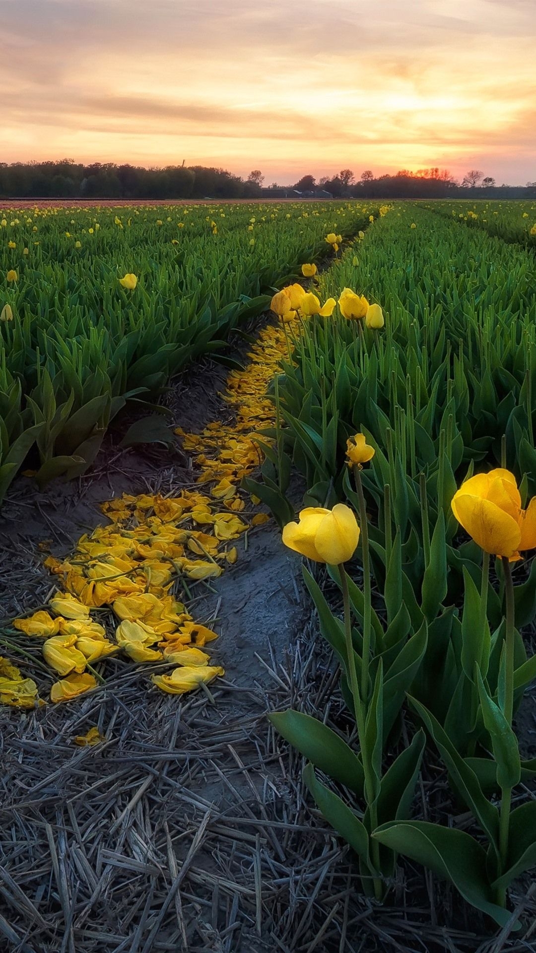 1080x1920 Tulips, Flowers Fields, Morning  IPhone 8 7 6 6S Plus, Phone