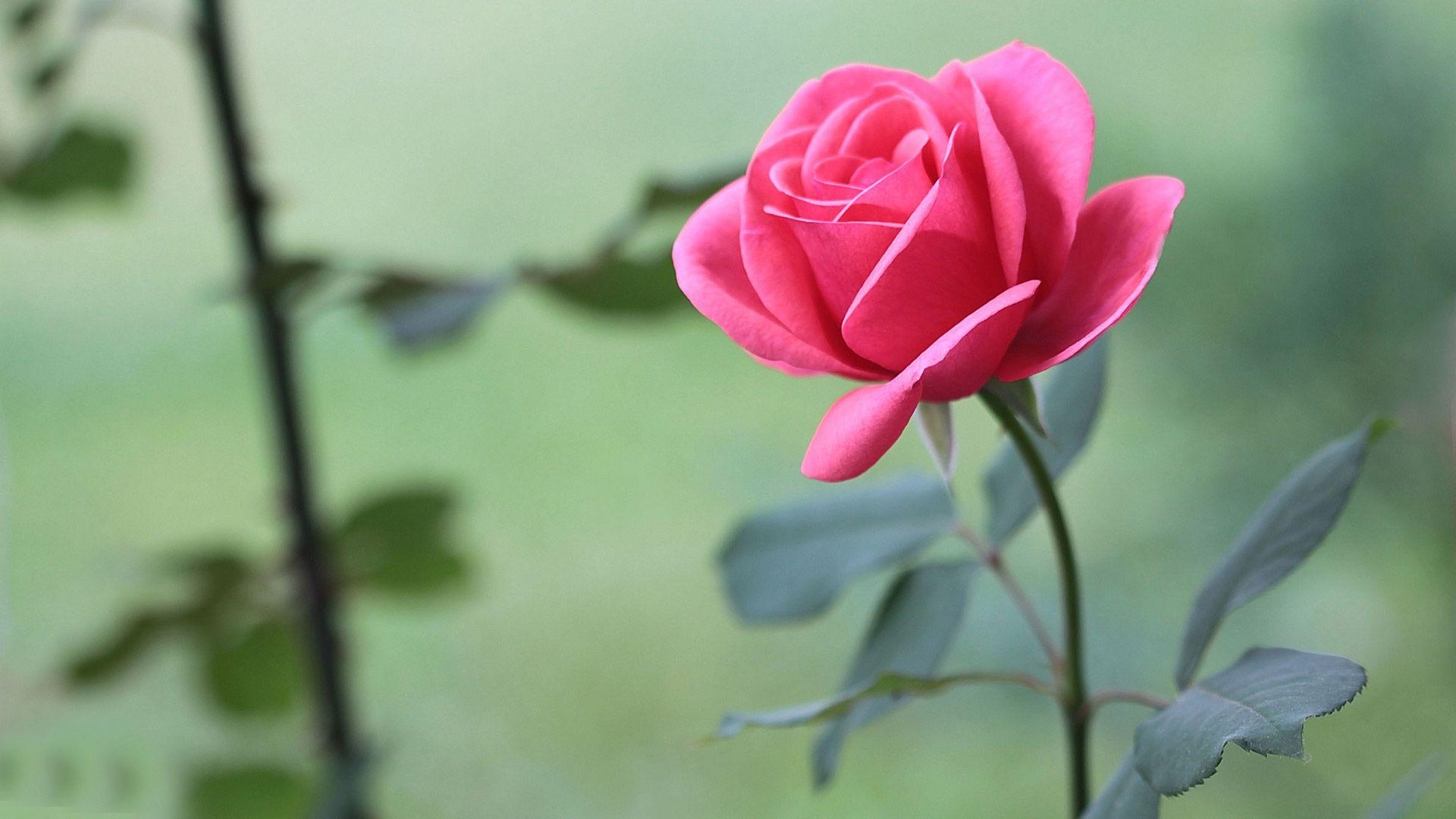 1920x1080 Free Pink Rose, Download Free, Desktop