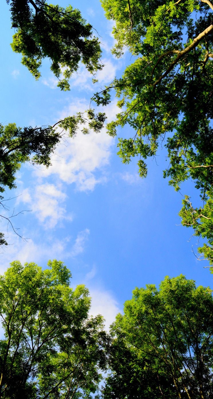 750x1400 iPhone Wallpaper. Sky, Vegetation, Tree, Daytime, Nature, Blue, Phone