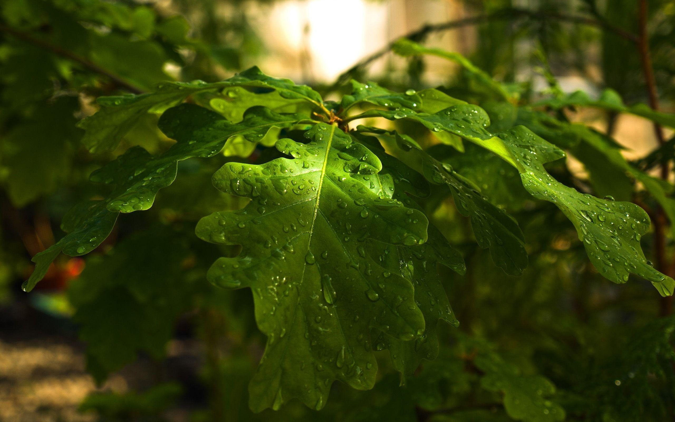 2560x1600 Dewy Oak Leaves Wallpaper Plants Nature, Desktop