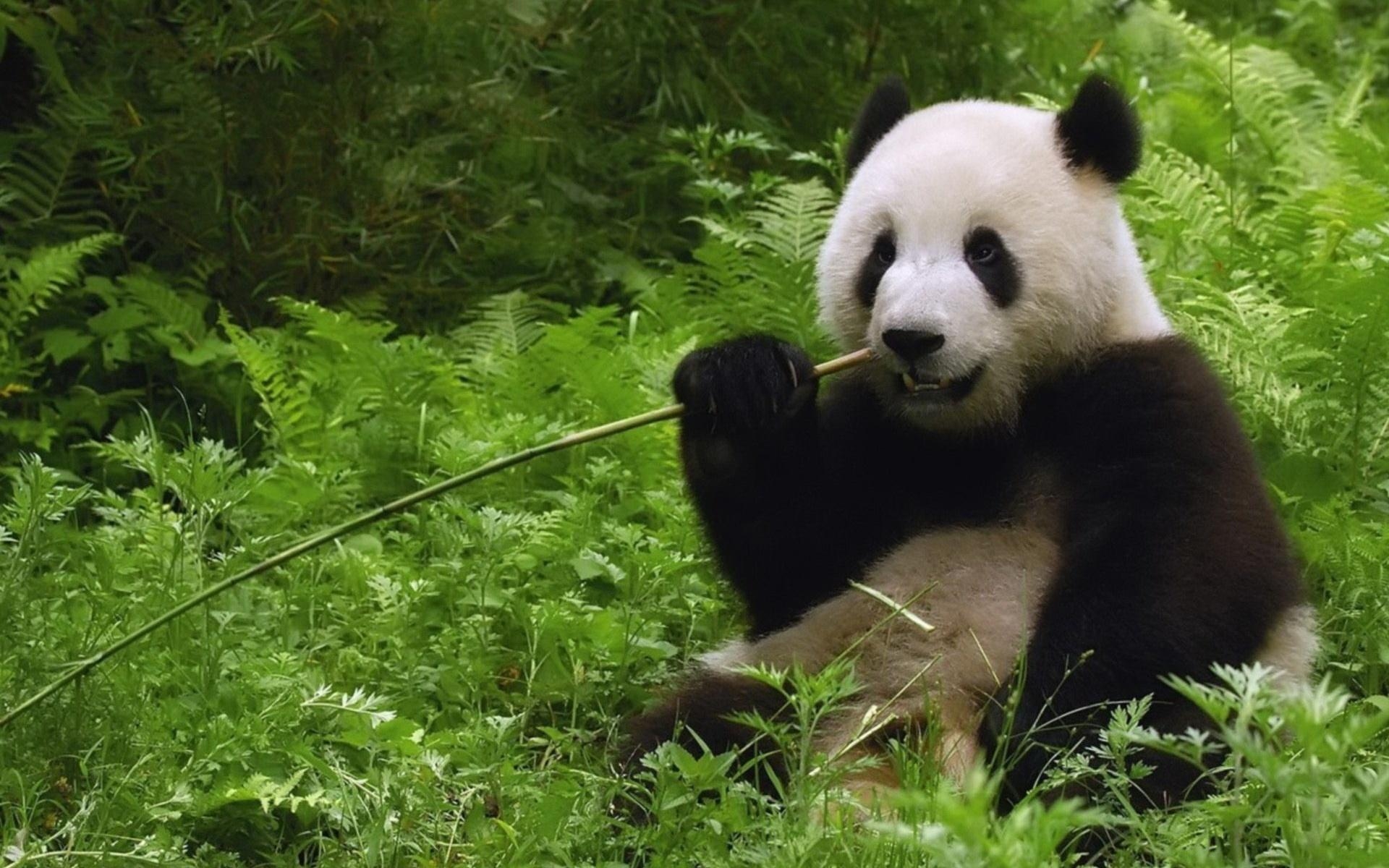 1920x1200 Giant Panda Eating Bamboo wallpaper, Desktop