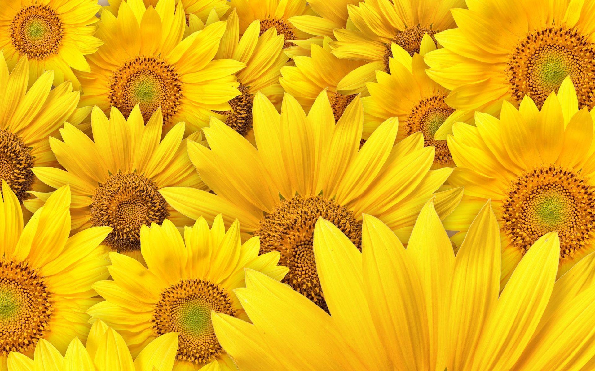 1920x1200 Sunflower Wallpaper Full HD, Desktop