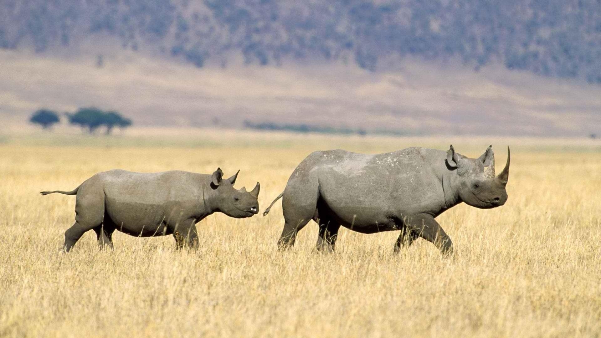 1920x1080 Rhinoceros Wallpaper 15372, Desktop