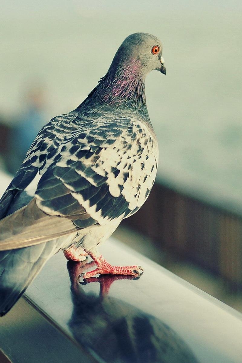 800x1200 Download wallpaper  pigeon, bird, feathers, sit, Phone