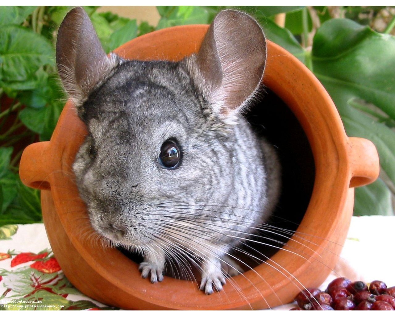 1280x1030 Chinchilla, Full, Screen, High, Definition, Wallpaper, Image, Desktop