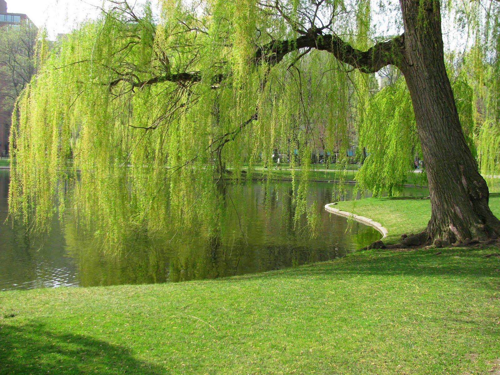 1600x1200 Weeping Willow Tree Water. Sky HD Wallpaper, Desktop