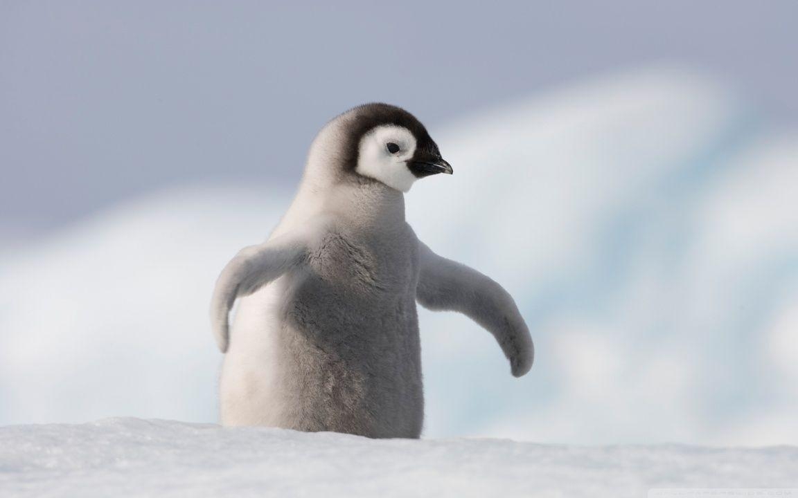 1160x720 Baby Penguin, Antarctica HD desktop wallpaper, High Definition, Desktop