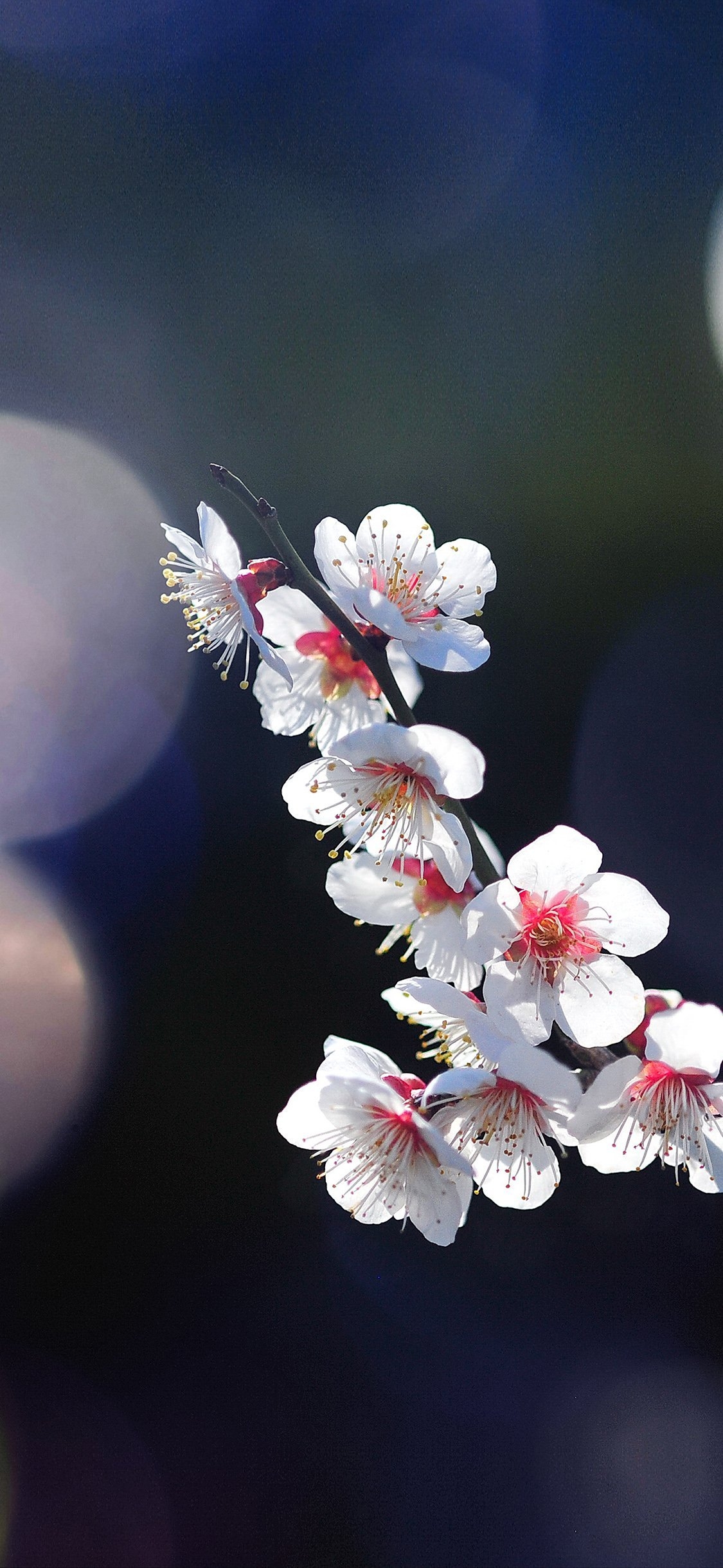 1130x2440 Com Apple iPhone Wallpaper Mq24 Spring Flower Sakura Blossom Wallpaper iPhone X, Phone