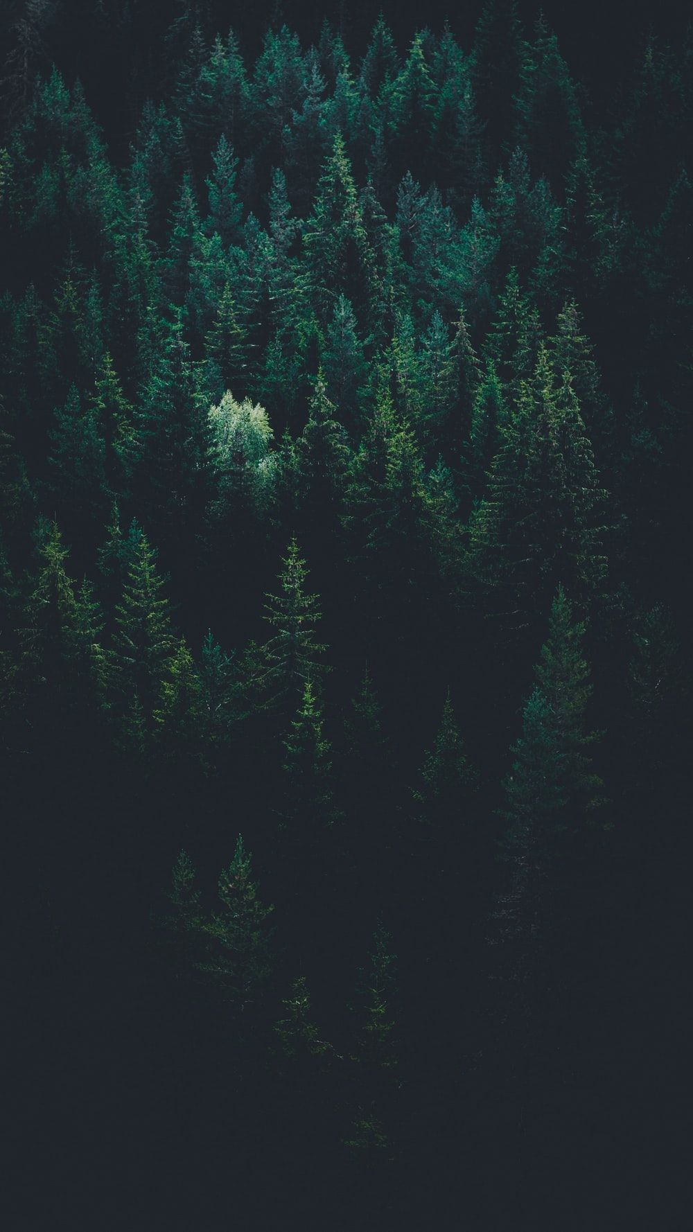 1000x1780 Forest Wallpaper: Free HD Download [HQ], Phone