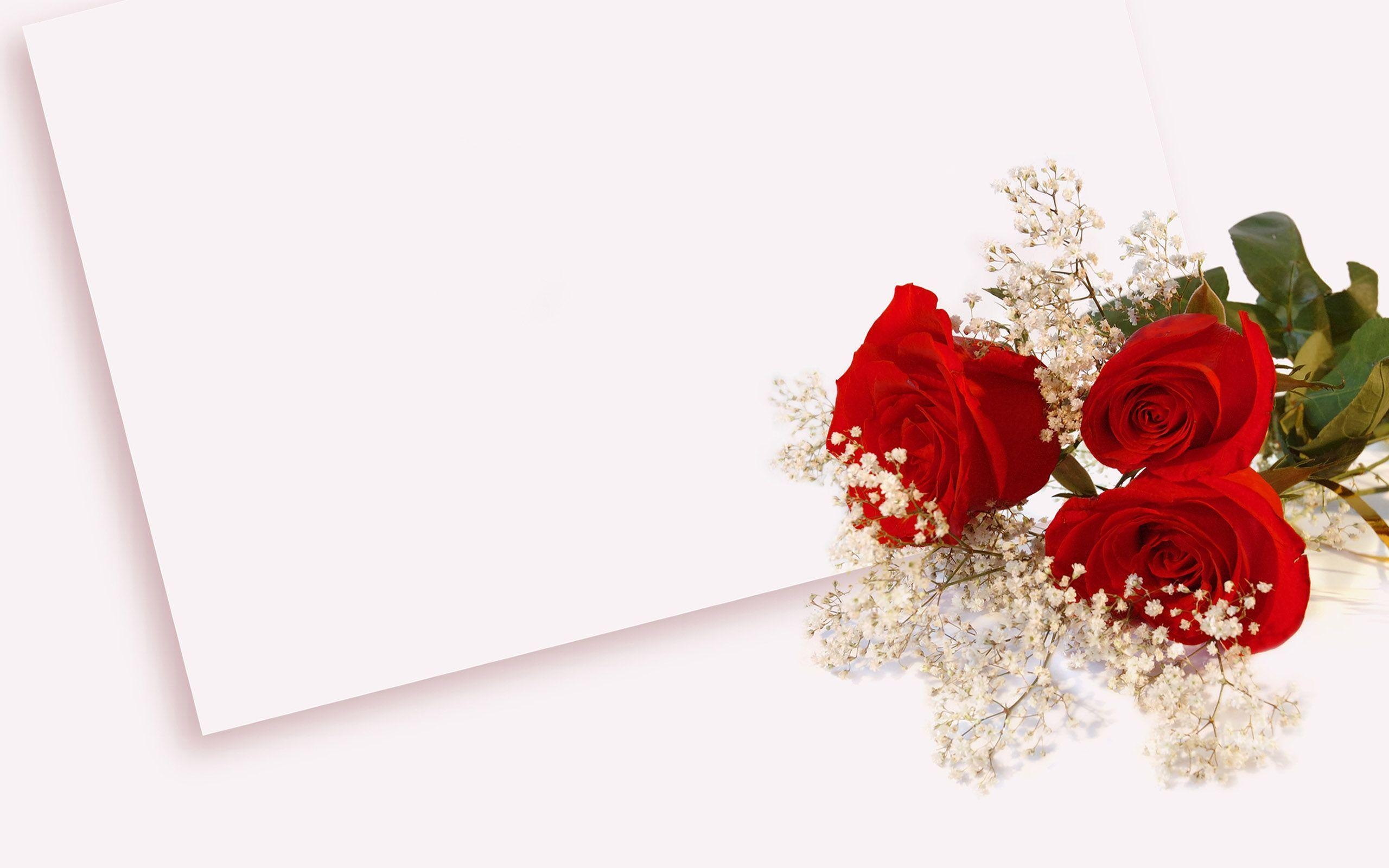 2560x1600 Roses Wallpaper and Background, Desktop