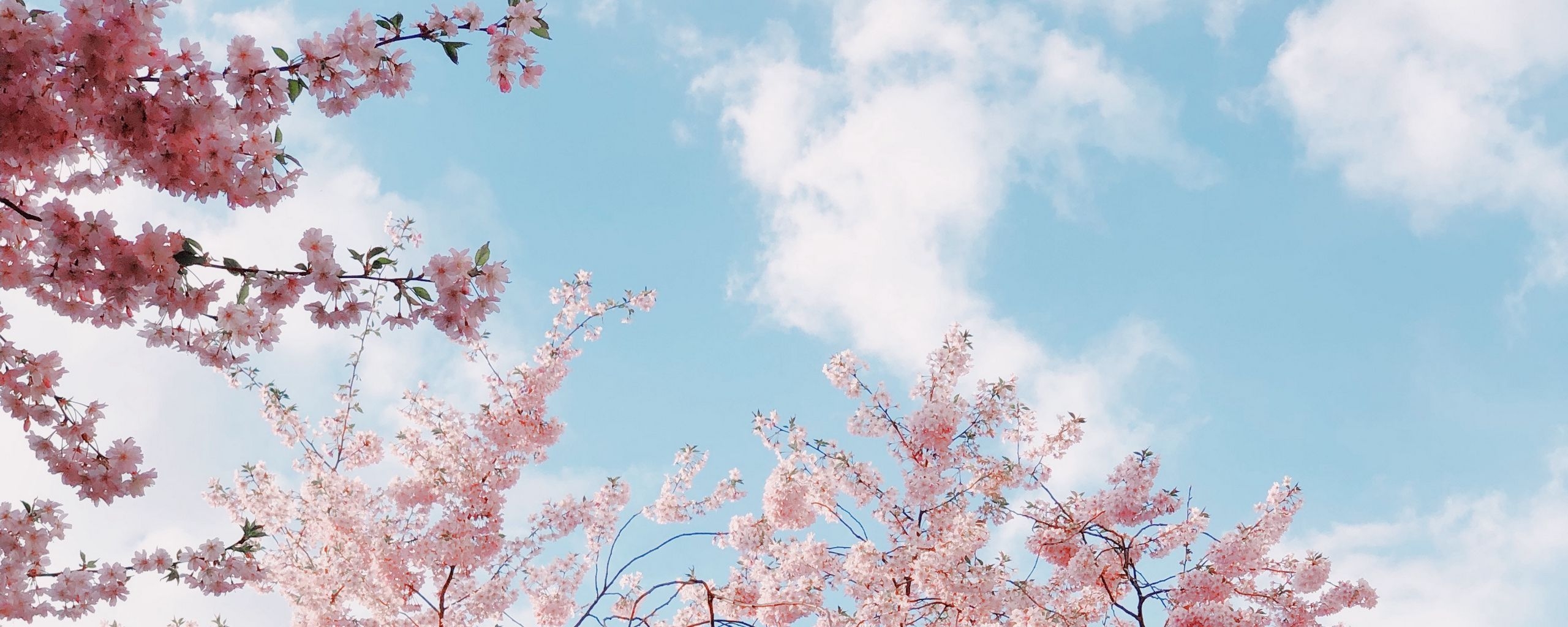 2560x1030 Download wallpaper  cherry, bloom, spring, flowers, branches, sky ultrawide monitor HD background, Dual Screen