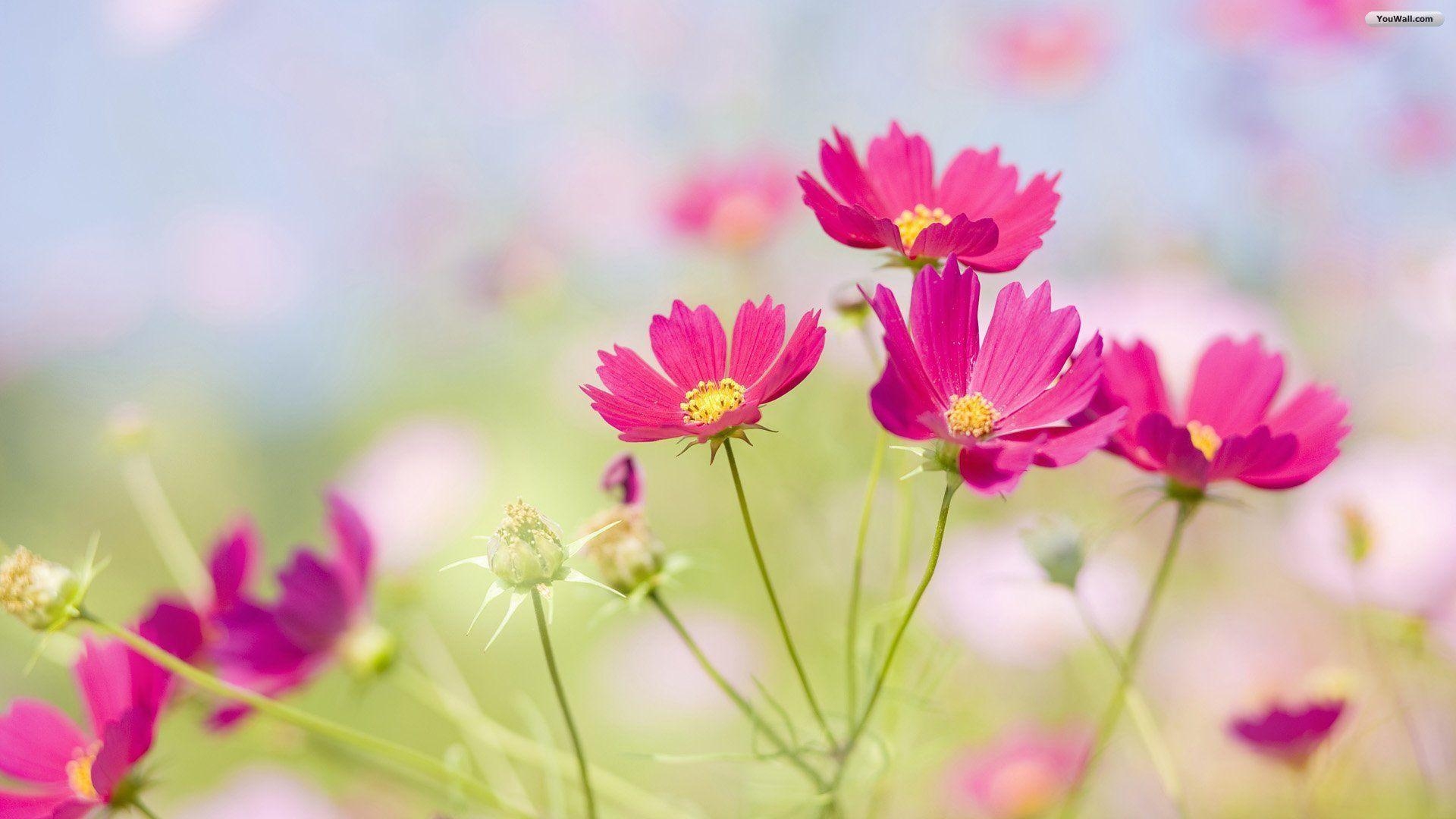 1920x1080 Beautiful Flower Background Wallpaper, Desktop