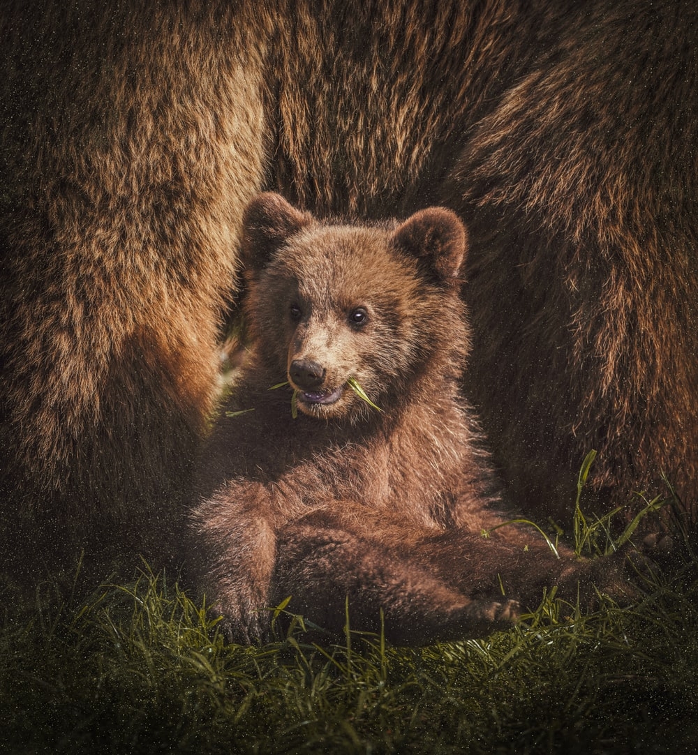 1000x1090 Baby Bear Picture. Download Free Image, Phone