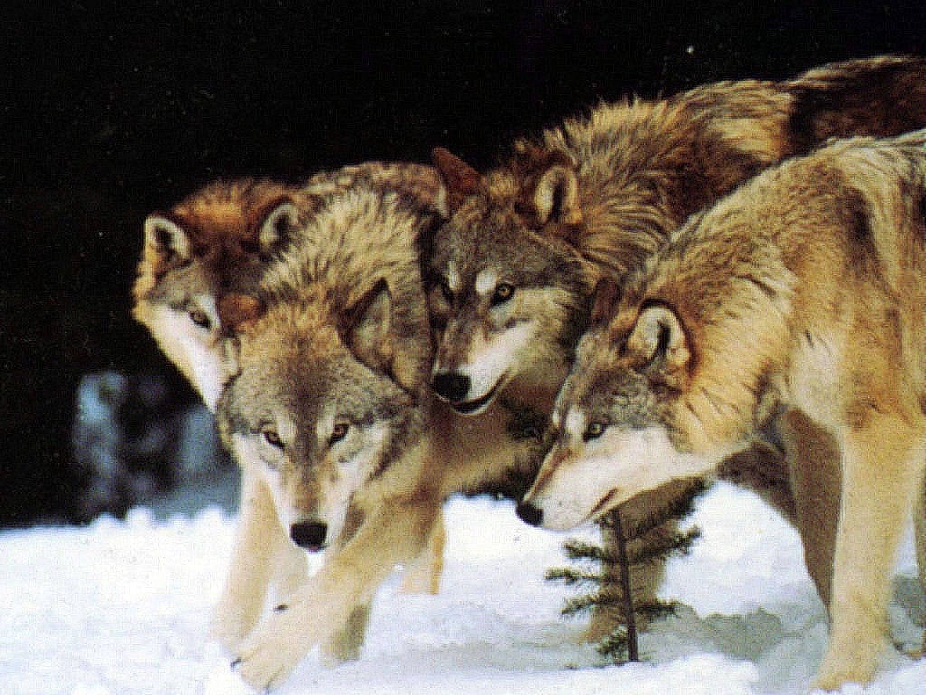 1030x770 Wolf Pack, Desktop