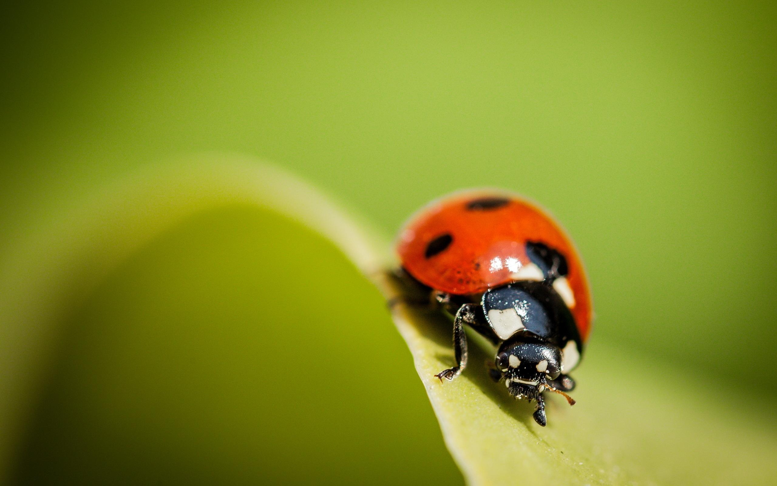 2560x1600 Ladybug Wallpaper, Picture, Image, Desktop