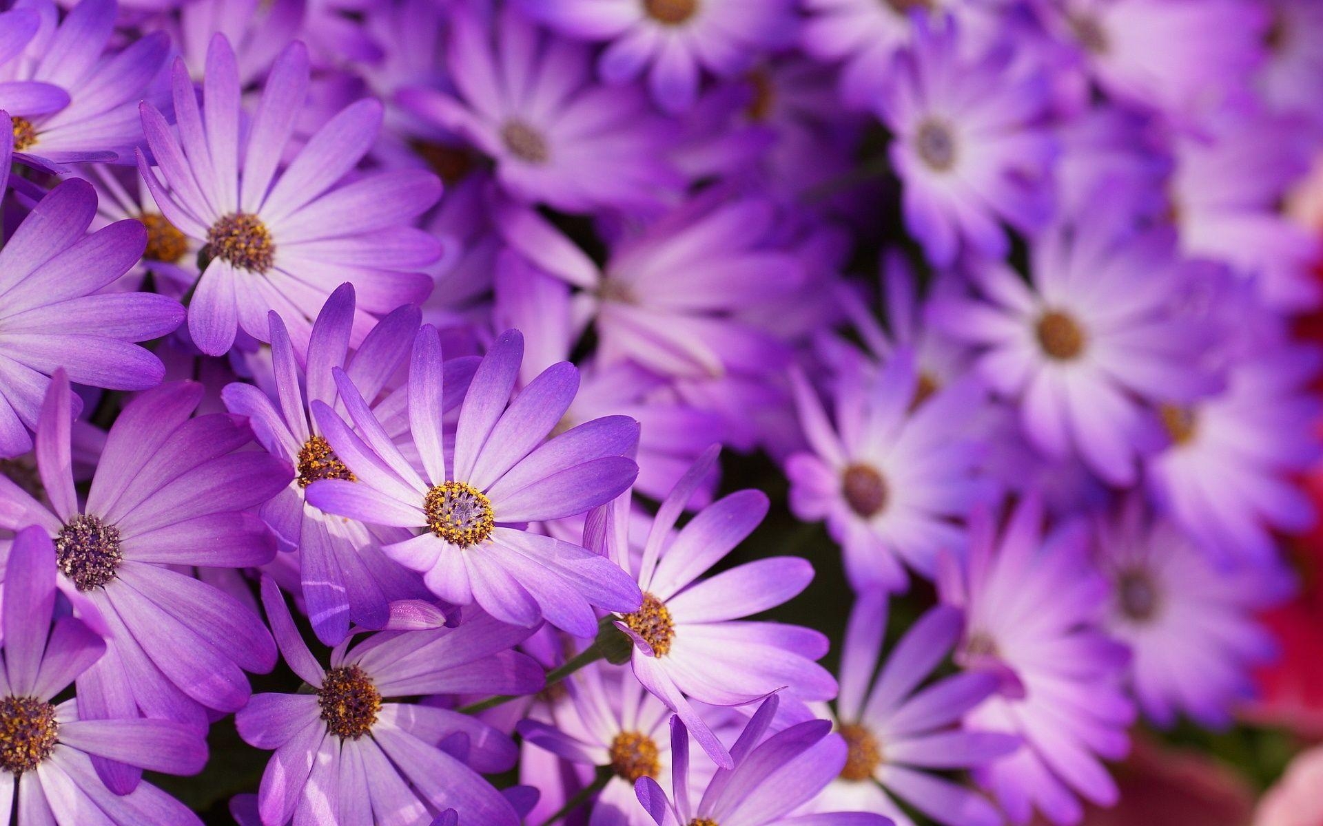 1920x1200 purple flowers wallpaper for desktop. walljpeg, Desktop