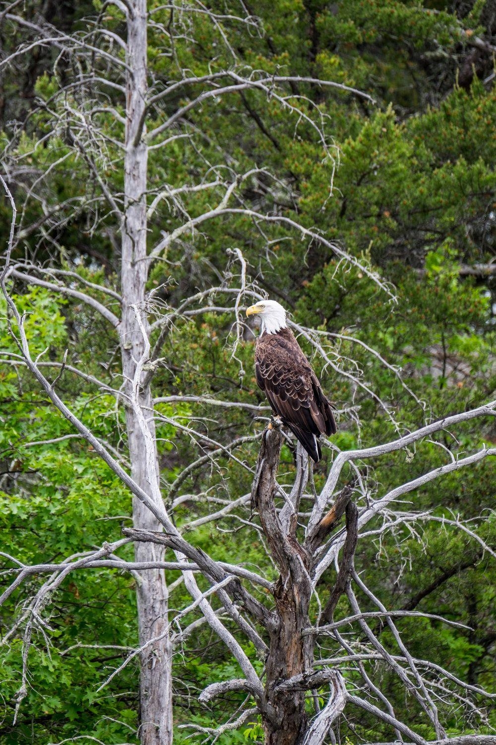 1000x1500 Voyageurs National Park, Phone