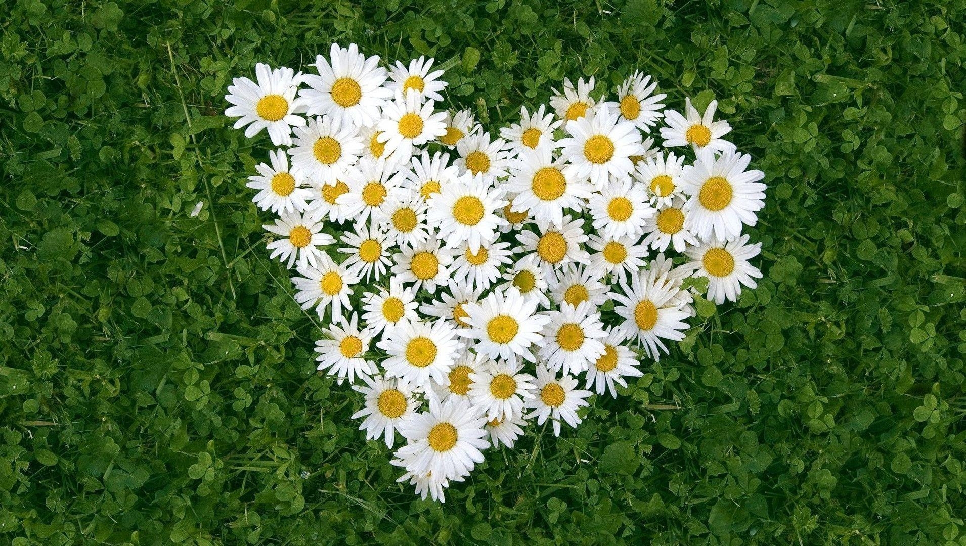 1910x1080 Daisy Flowers Love Heart on Green Grass Free and Wallpaper, Desktop