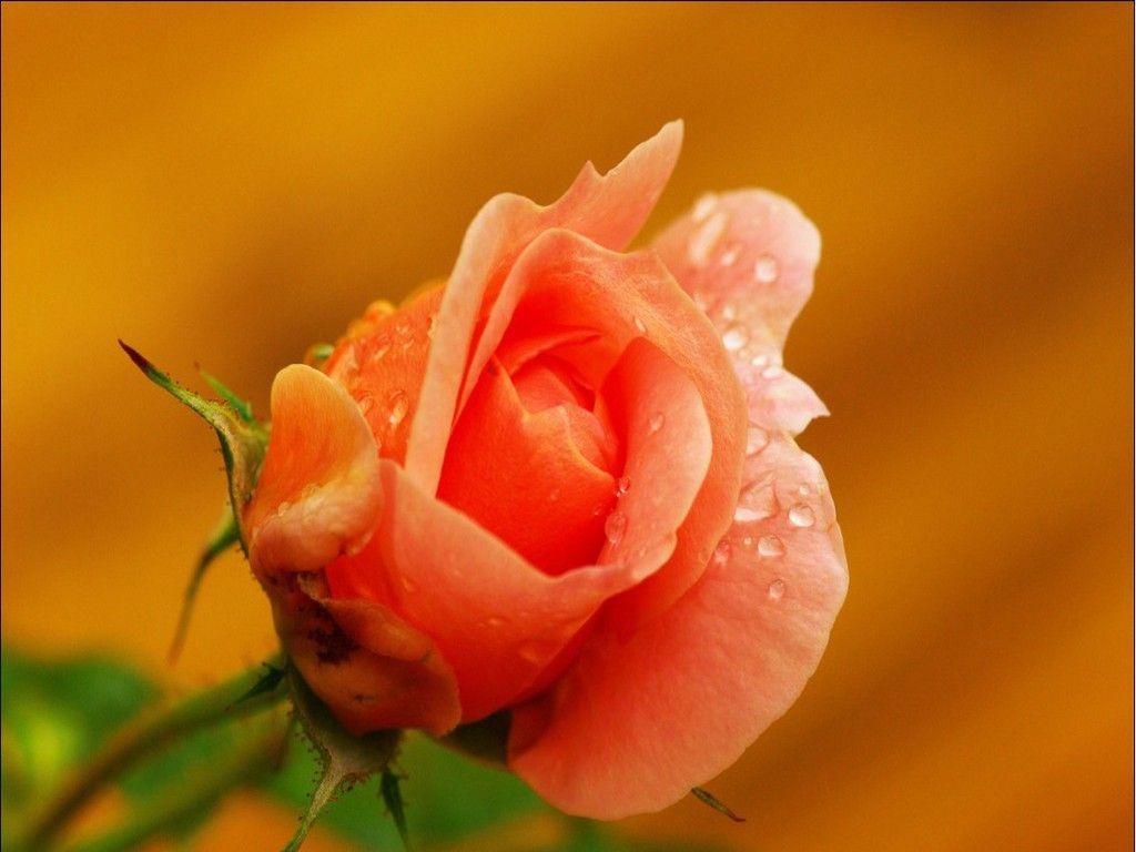 1030x770 Beautiful Roses Wallpaper funmag Download Beautiful Rose, Desktop