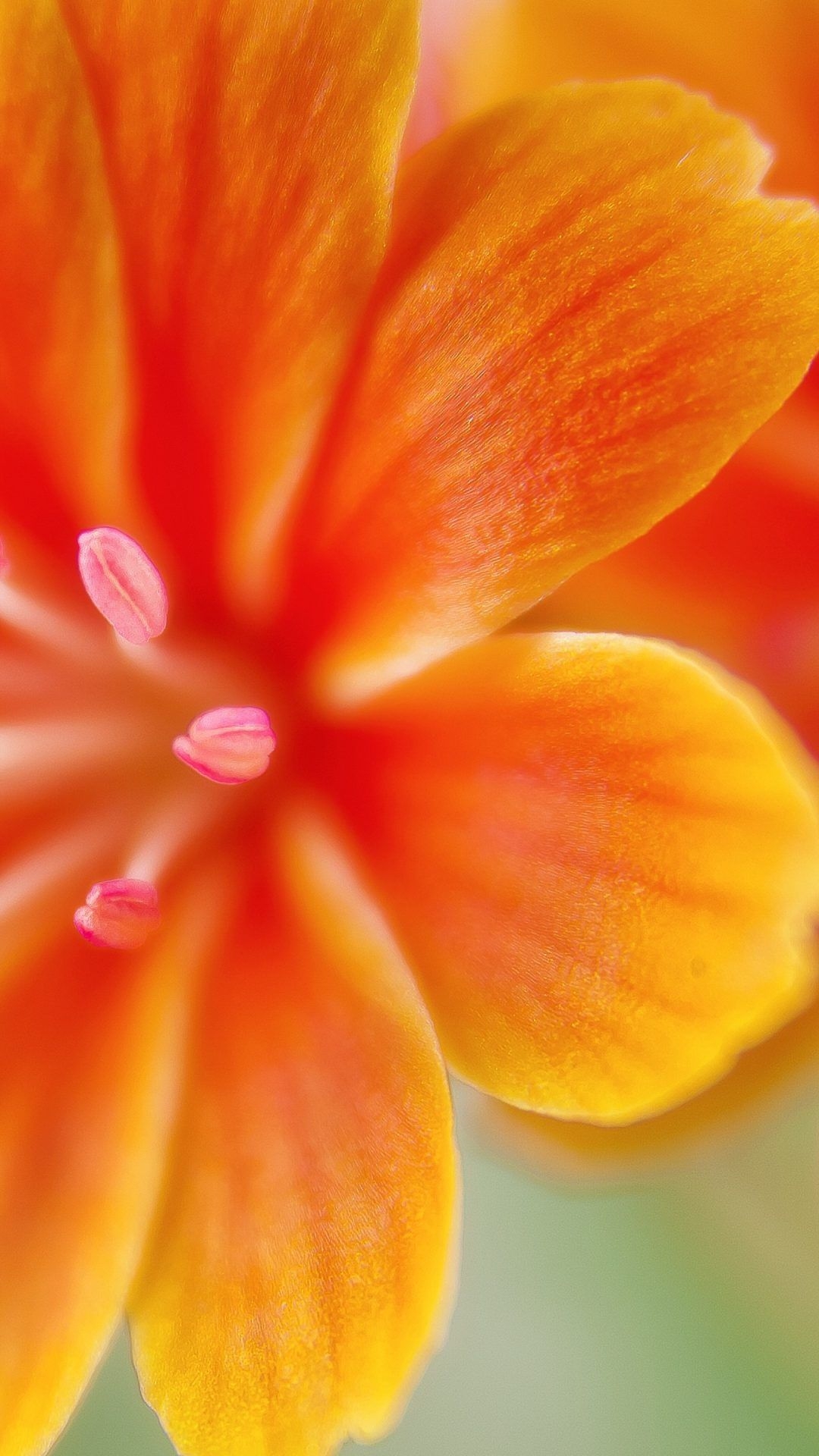 1080x1920 4k Orange Flowers Wallpaper For iPhone 4k Wallpaper iPhone Wallpaper & Background Download, Phone