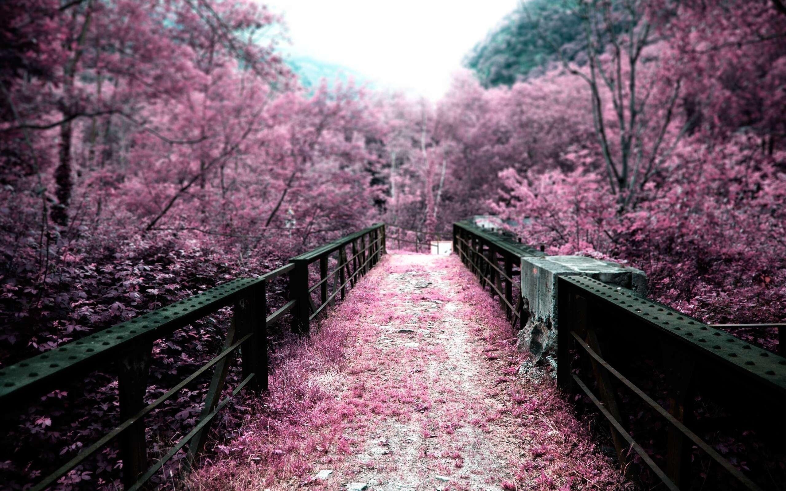 2560x1600 bridge_and_sakura_flower_, Desktop